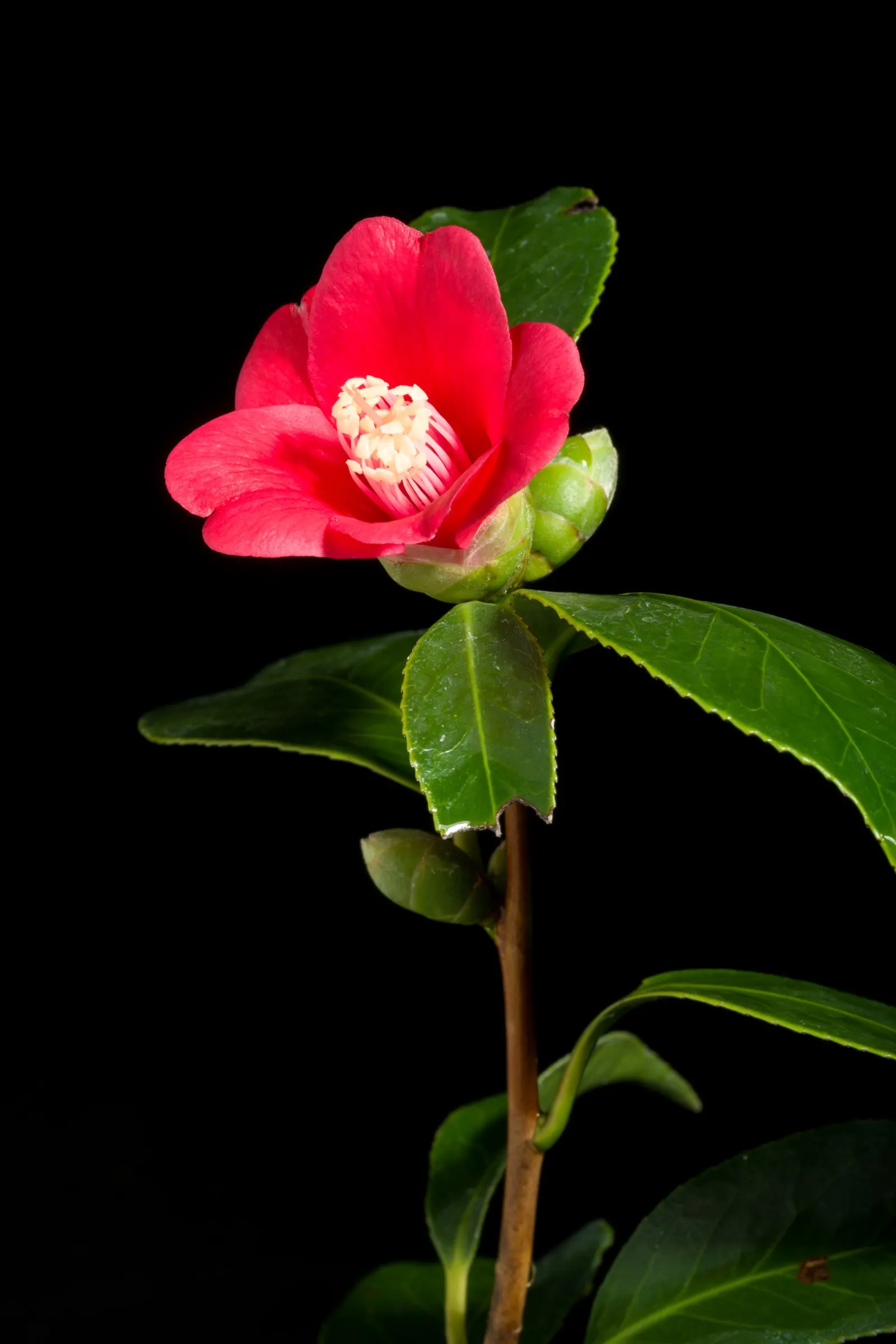 Japanese Camellia (Camellia Japonica) — providing a visual feast from late winter through spring; with some varieties boasting variegated or streaked petals