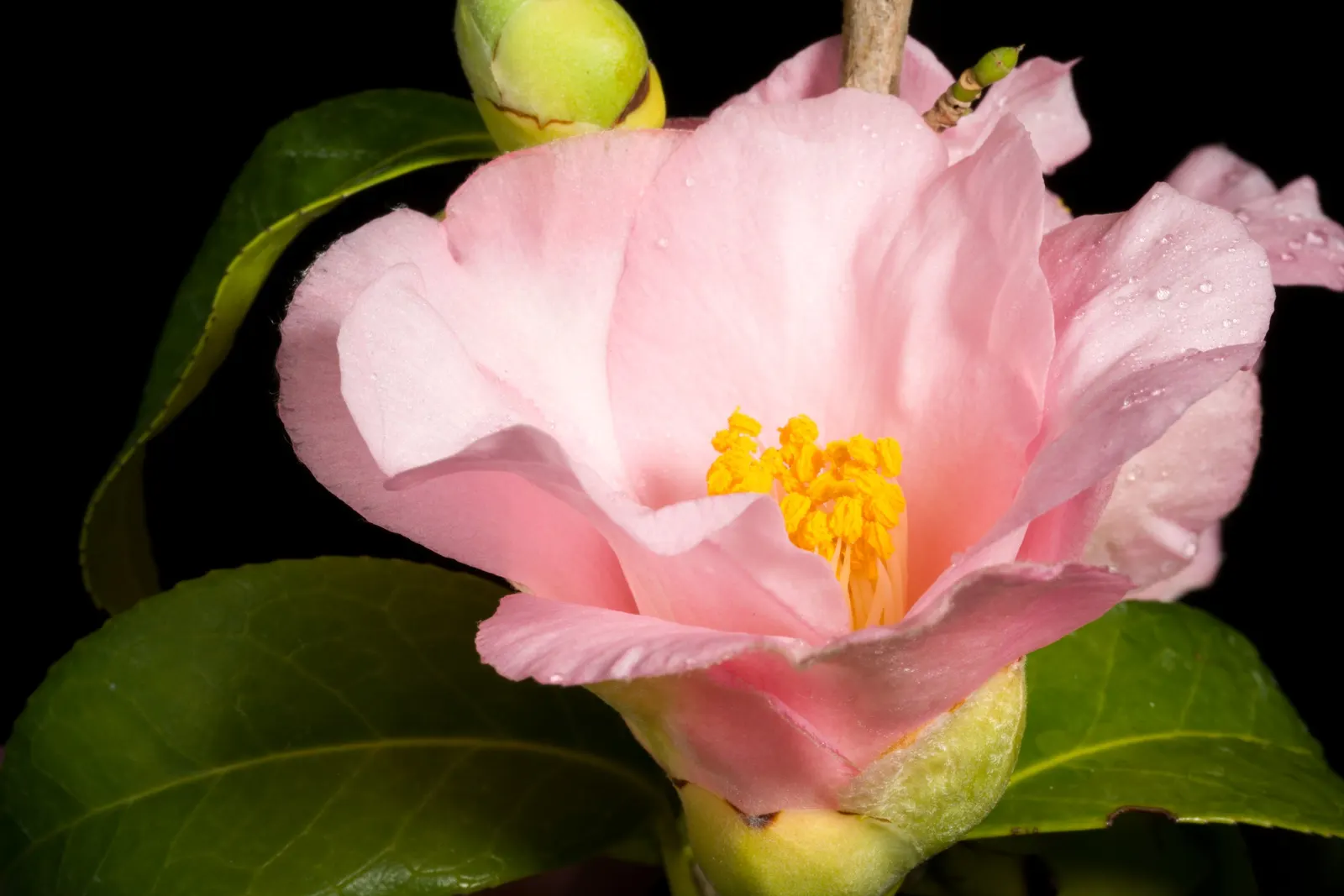 Japanese Camellia (Camellia Japonica) — with some varieties boasting variegated or streaked petals