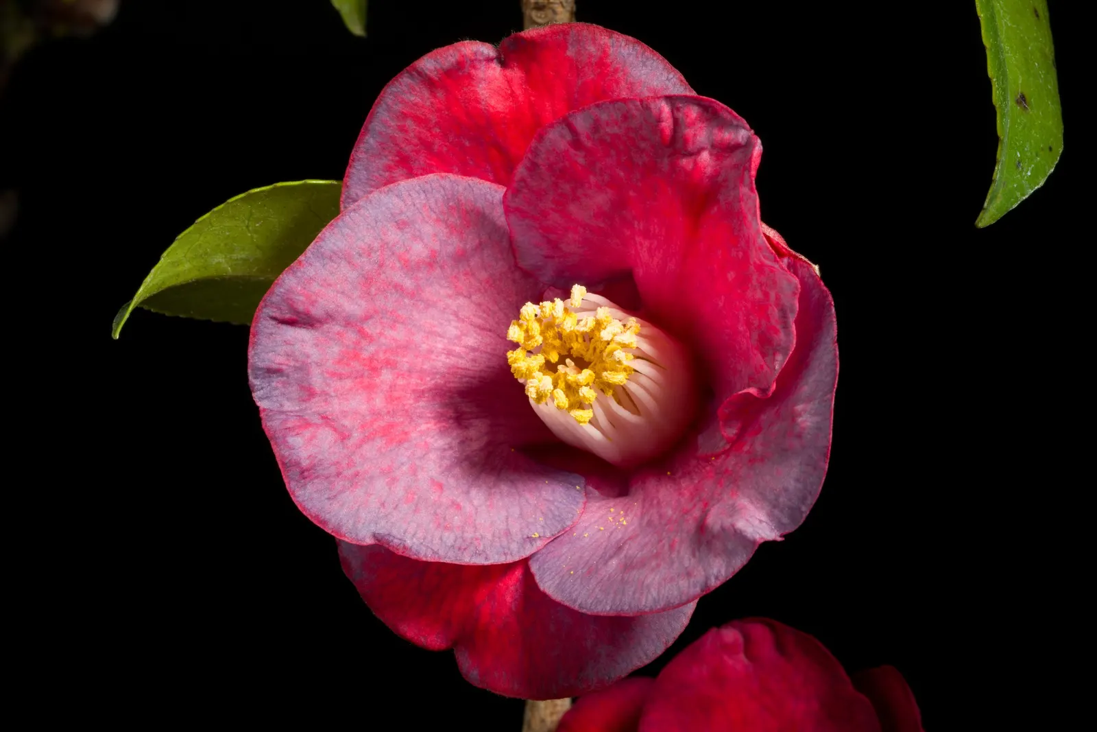 Japanese Camellia (Camellia Japonica) — Camellia japonica, or Japanese Camellia, is an evergreen shrub boasting glossy, dark green leaves, image 73