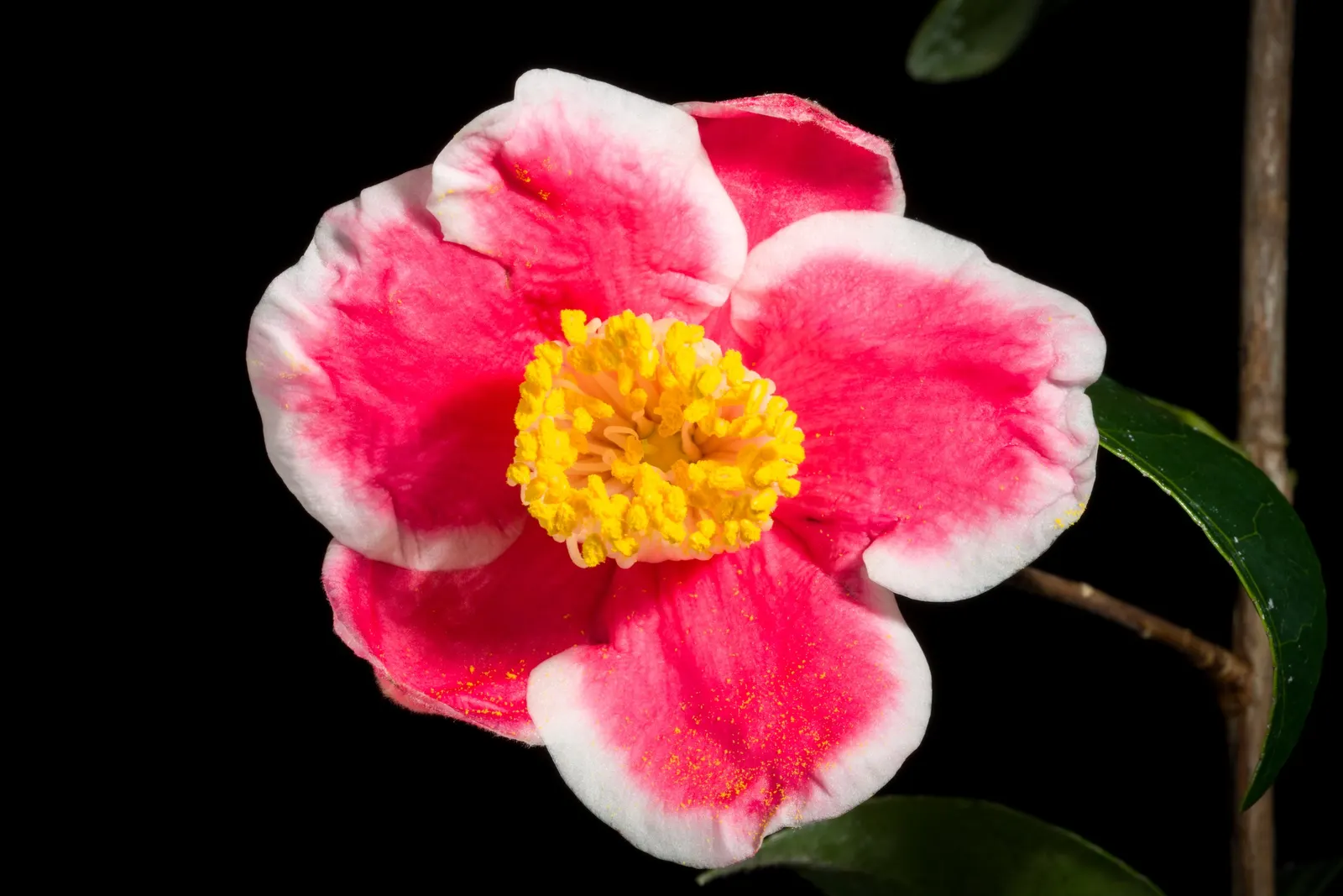 Japanese Camellia (Camellia Japonica) — with some varieties boasting variegated or streaked petals; providing a visual feast from late winter, image 129