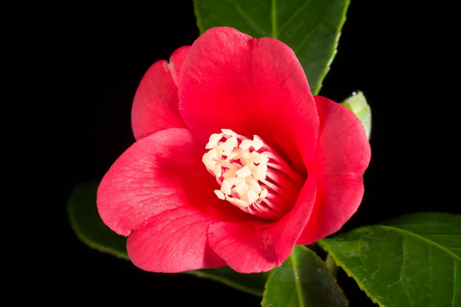 Japanese Camellia (Camellia Japonica) — they reach a mature height and width of about 6 to 12 feet; <br><br>Ideally suited for USDA hardiness zones 7 through 9
