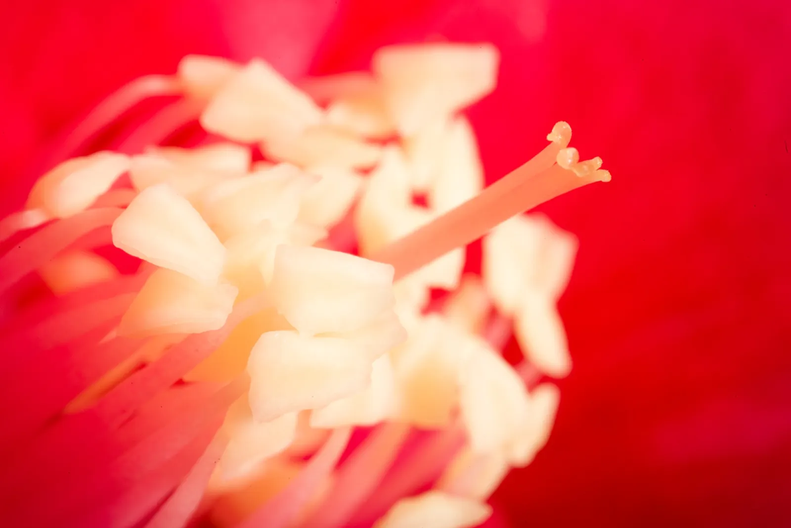 Japanese Camellia (Camellia Japonica) — <br><br>Ideally suited for USDA hardiness zones 7 through 9