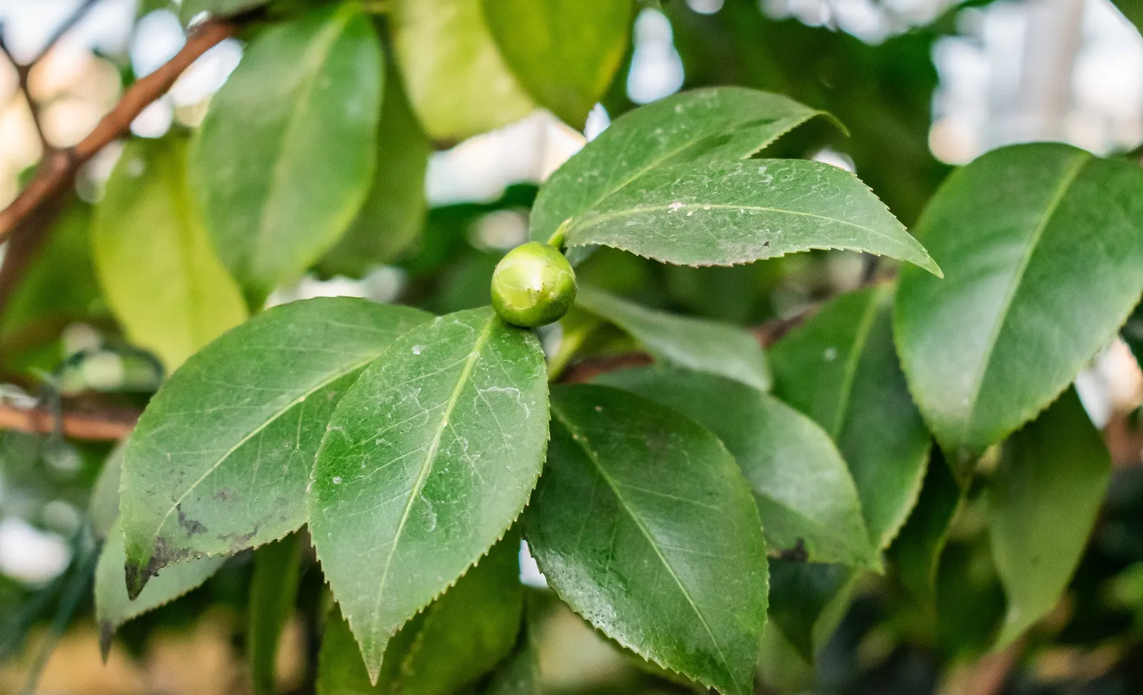 Japanese Camellia (Camellia Japonica) — shrub for half or shade; and minimal pruning to shape the plant or remove dead and damaged wood are, image 120