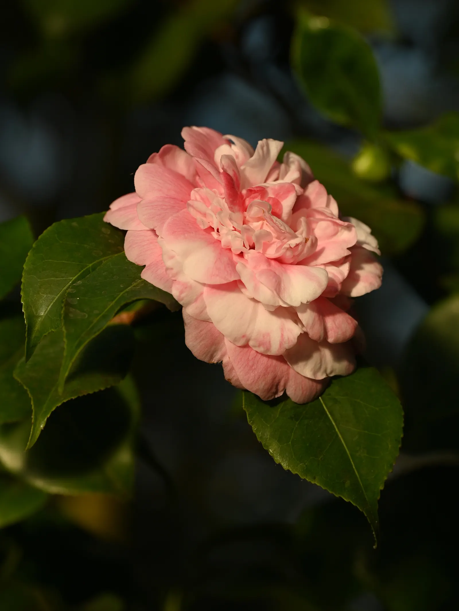 Japanese Camellia (Camellia Japonica) — avoidance of overhead irrigation to prevent petal blight; although some cultivars can attain a height of up, image 116