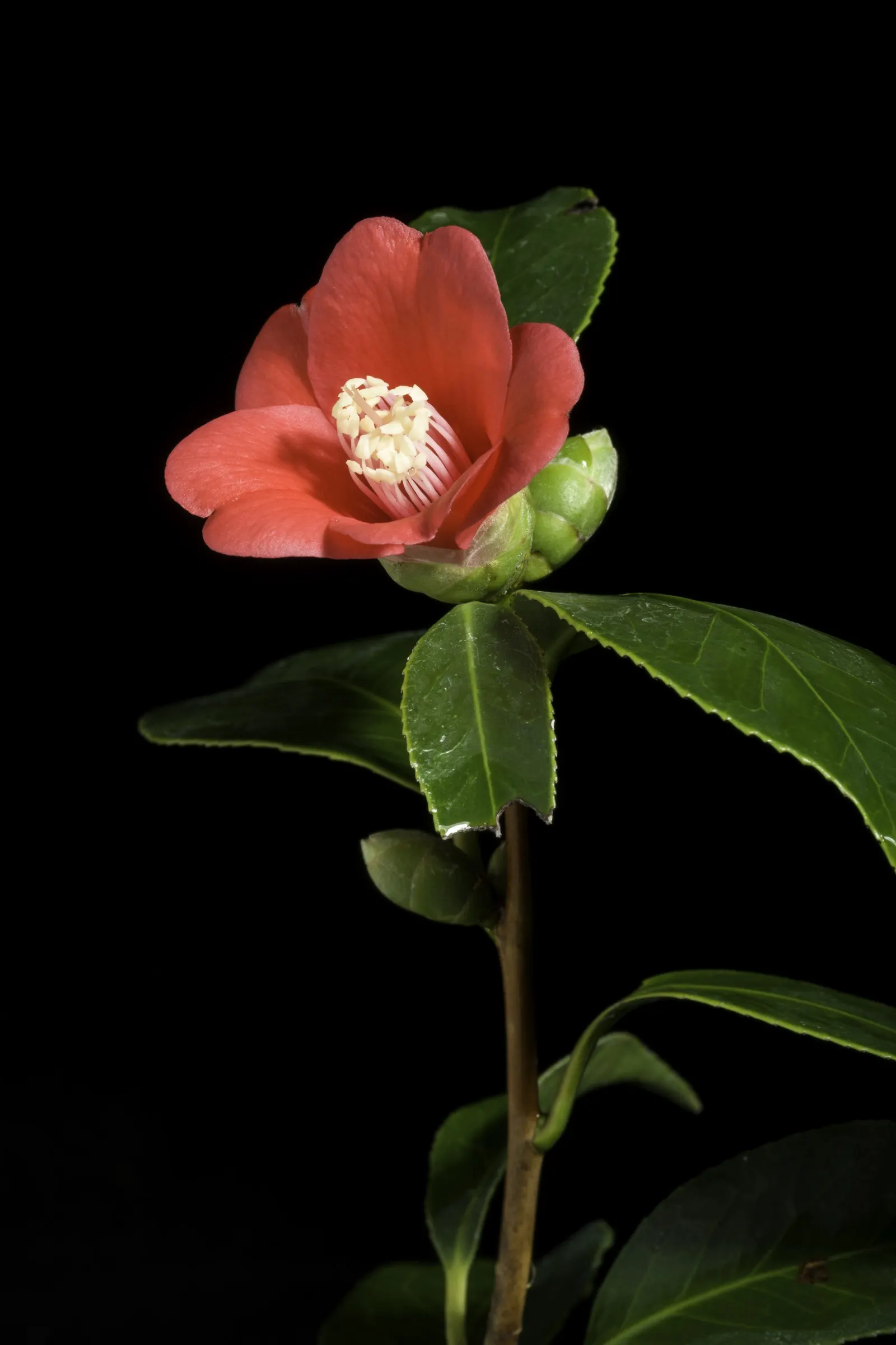 Japanese Camellia (Camellia Japonica) — where they can receive partial to full shade