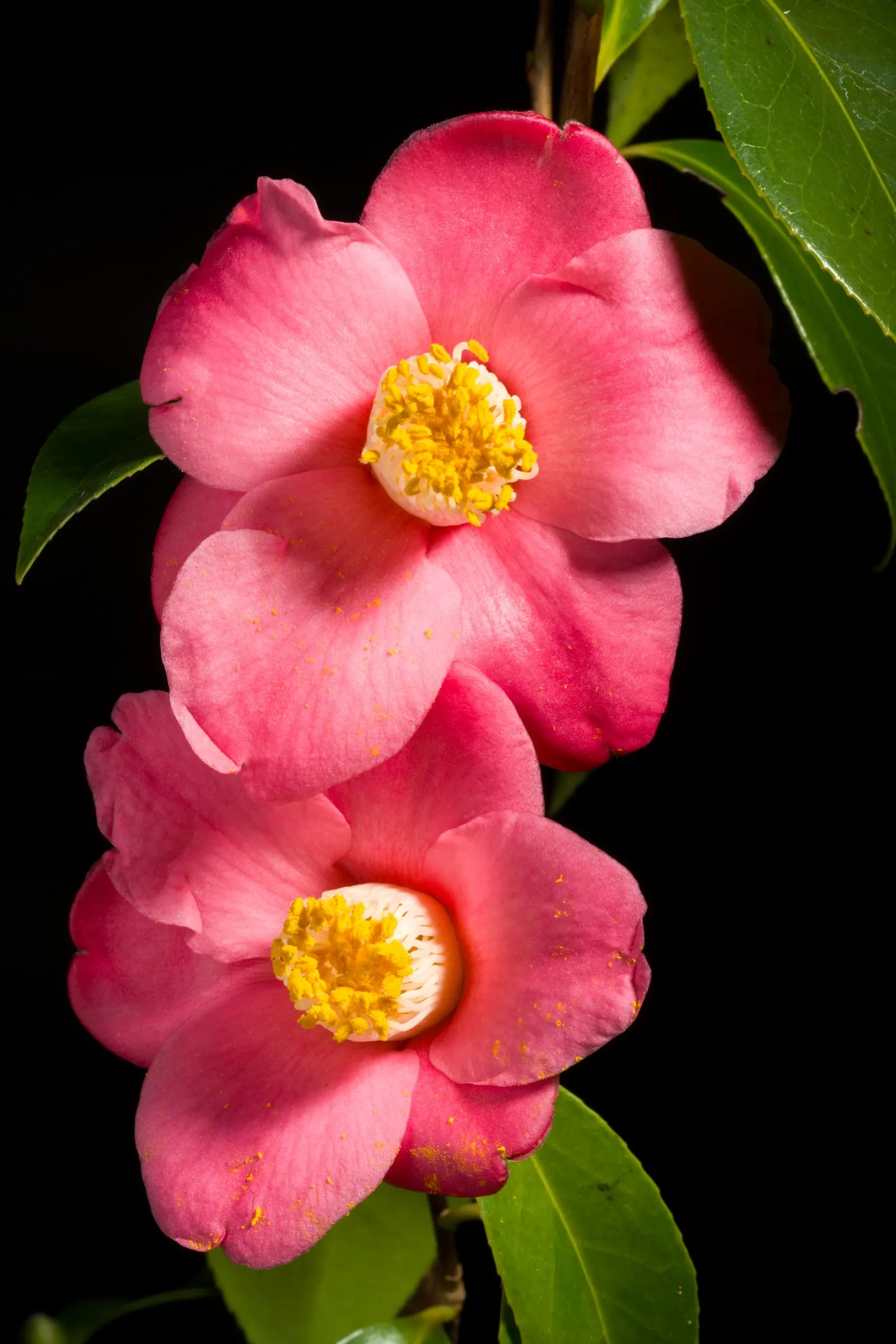 Japanese Camellia (Camellia Japonica) — which range in color from pure white to deep red; ideal for formal landscapes and woodland gardens, it offers