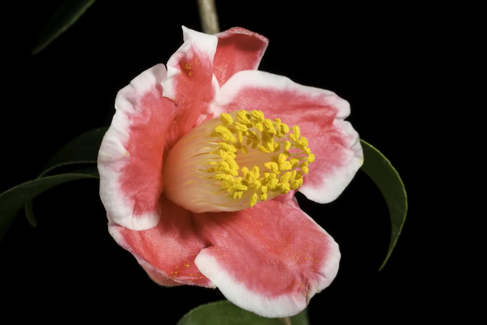 Japanese Camellia (Camellia Japonica) — providing a visual feast from late winter through spring; with some varieties boasting variegated or, image 108