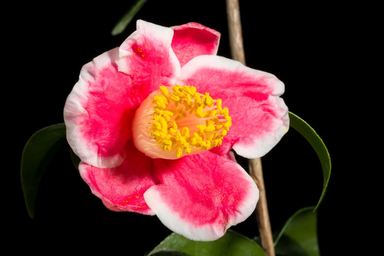 Japanese Camellia (Camellia Japonica) — they reach a mature height and width of about 6 to 12 feet; <br><br>Ideally suited for USDA hardiness zones, image 88