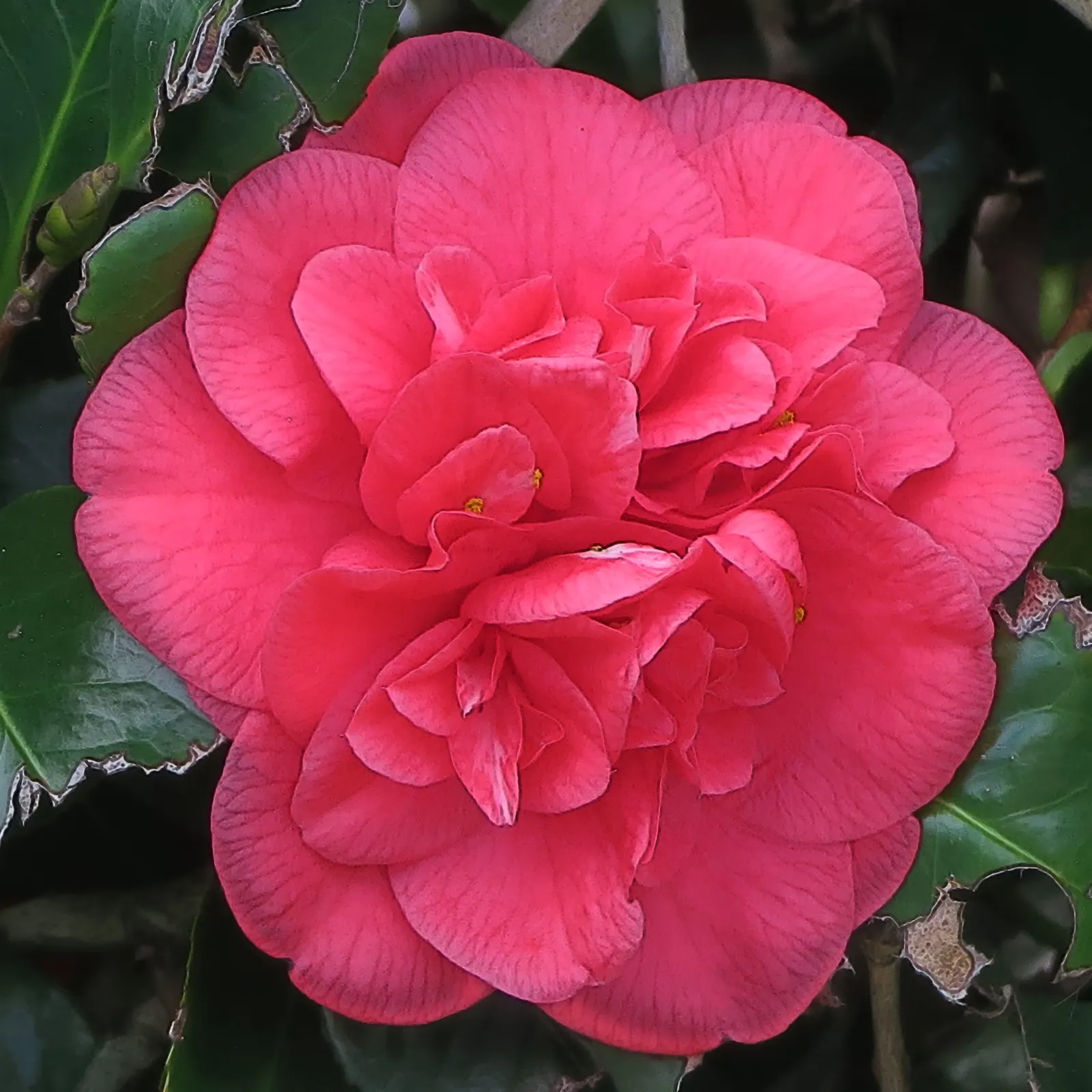 Japanese Camellia (Camellia Japonica) — it features large flowers in hues of pink