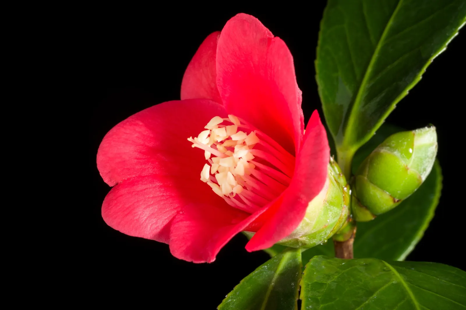 Japanese Camellia (Camellia Japonica) — it features large flowers in hues of pink; <br><br>For the client to ensure the health and beauty of their Camellia