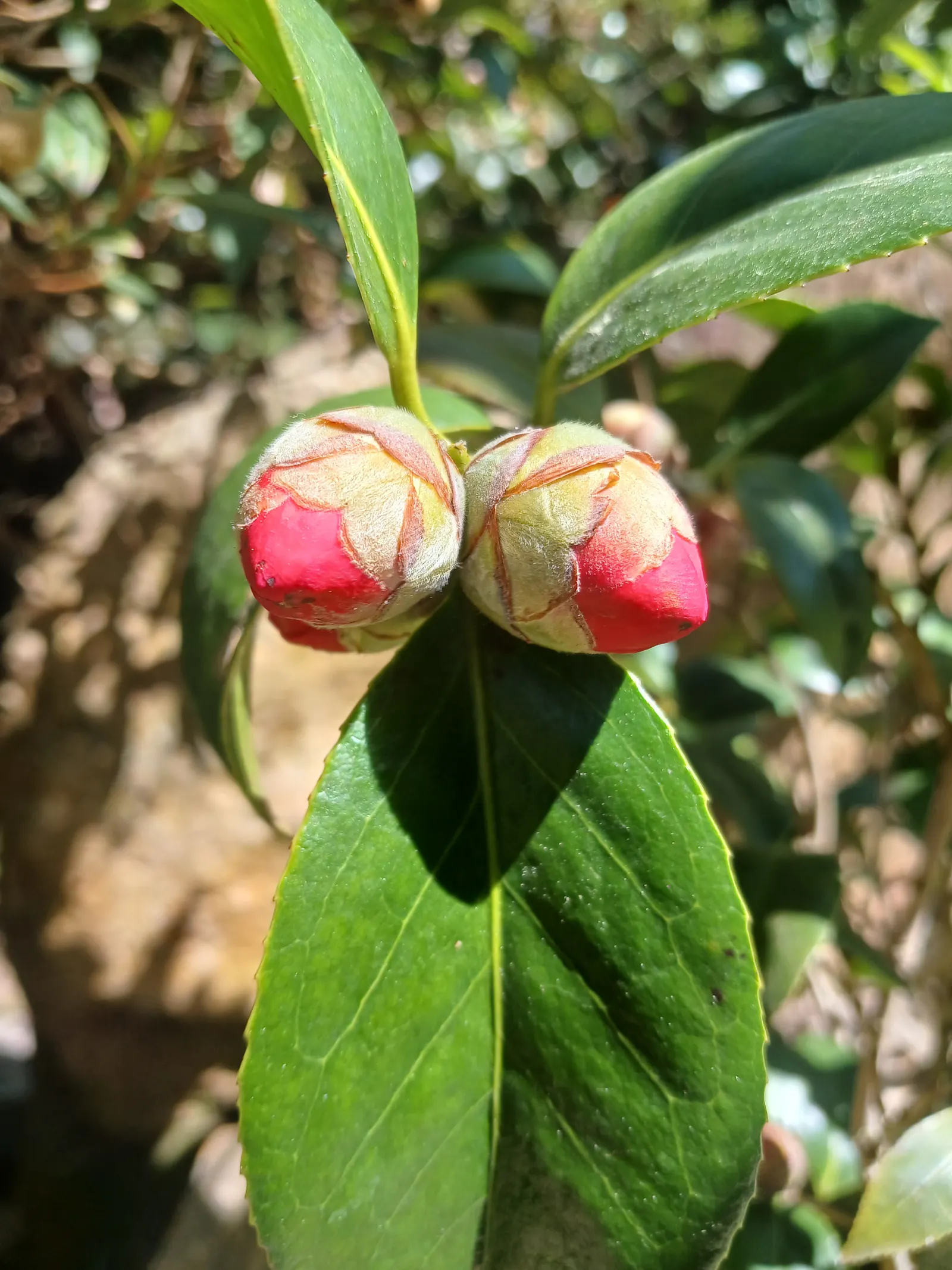 Japanese Camellia (Camellia Japonica) — providing a visual feast from late winter through spring; with some varieties boasting variegated or, image 132