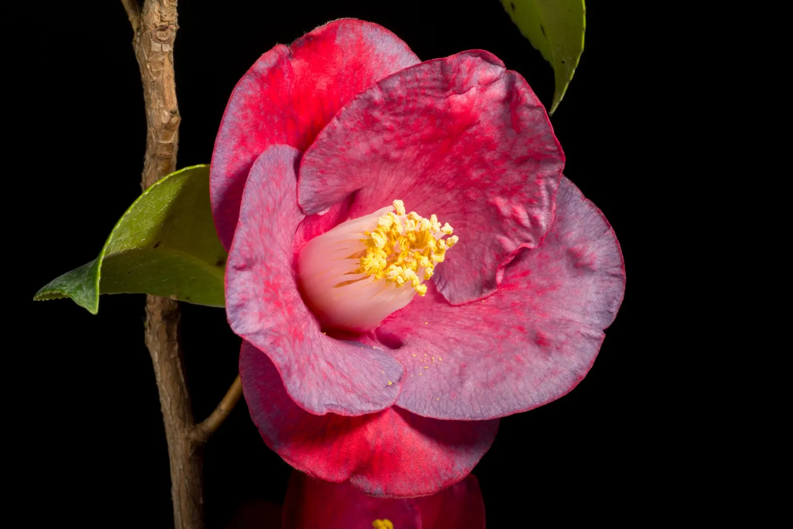 Japanese Camellia (Camellia Japonica) — shrub with multi-colored and pink and white blooms; the Japanese Camellia requires a sheltered position, image 95