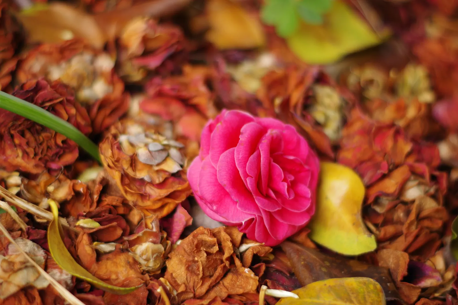 Japanese Camellia (Camellia Japonica) — regular watering during dry periods; the blooms are large and conspicuous, image 67