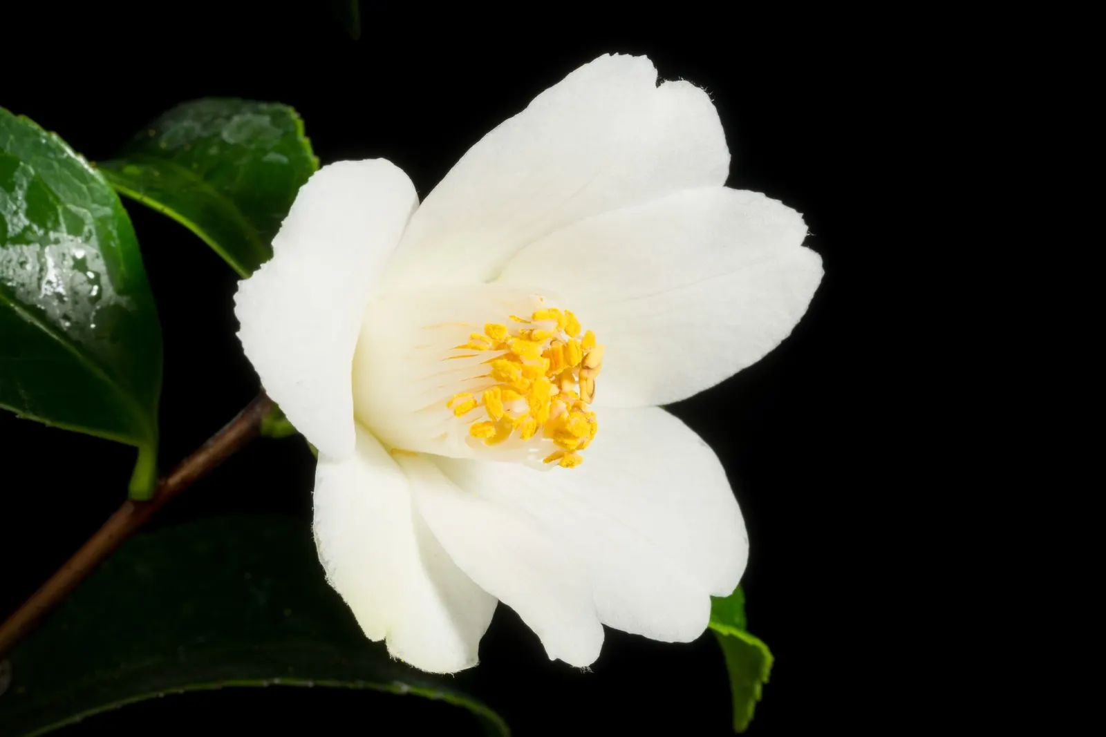 Japanese Camellia (Camellia Japonica) — shrub with multi-colored and pink and white blooms