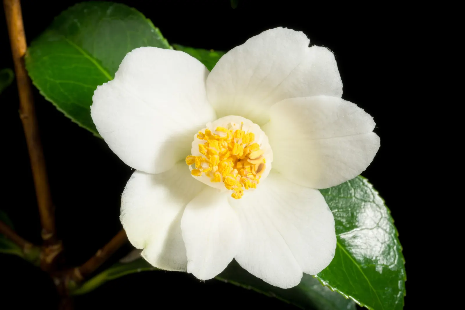 Japanese Camellia (Camellia Japonica) — provide a lush backdrop for the flowers