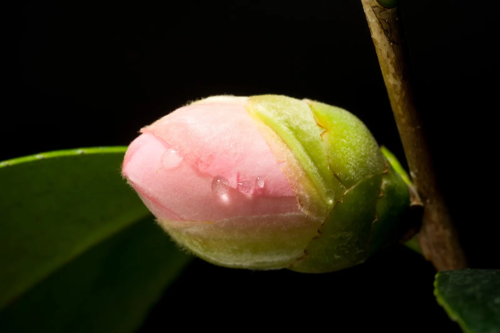 Japanese Camellia (Camellia Japonica) — avoidance of overhead irrigation to prevent petal blight; although some cultivars can attain a height of up, image 92