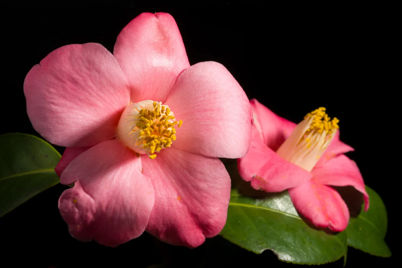 Japanese Camellia (Camellia Japonica) — it features large flowers in hues of pink; <br><br>For the client to ensure the health and beauty of their, image 51