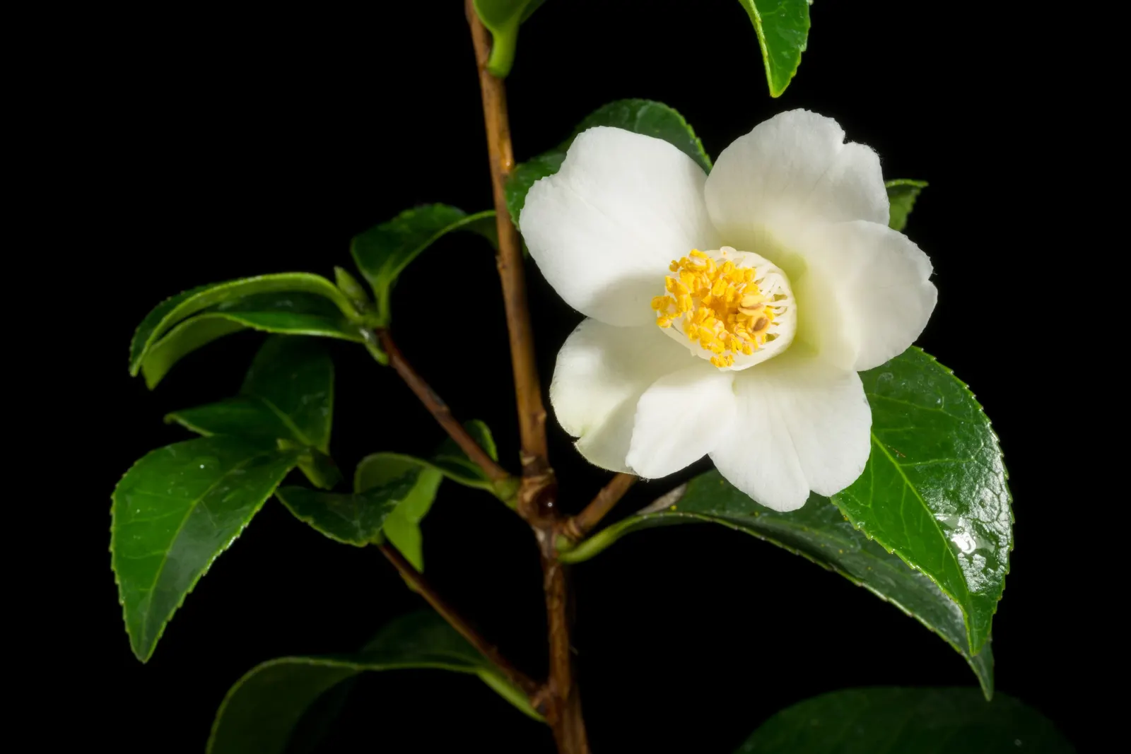 Japanese Camellia (Camellia Japonica) — the Japanese Camellia requires a sheltered position away from harsh winds; shrub with multi-colored and, image 110