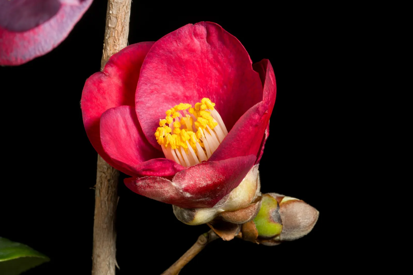 Japanese Camellia (Camellia Japonica) — multi-colored and pink and white flowers in the garden; provide a lush backdrop for the flowers, image 118