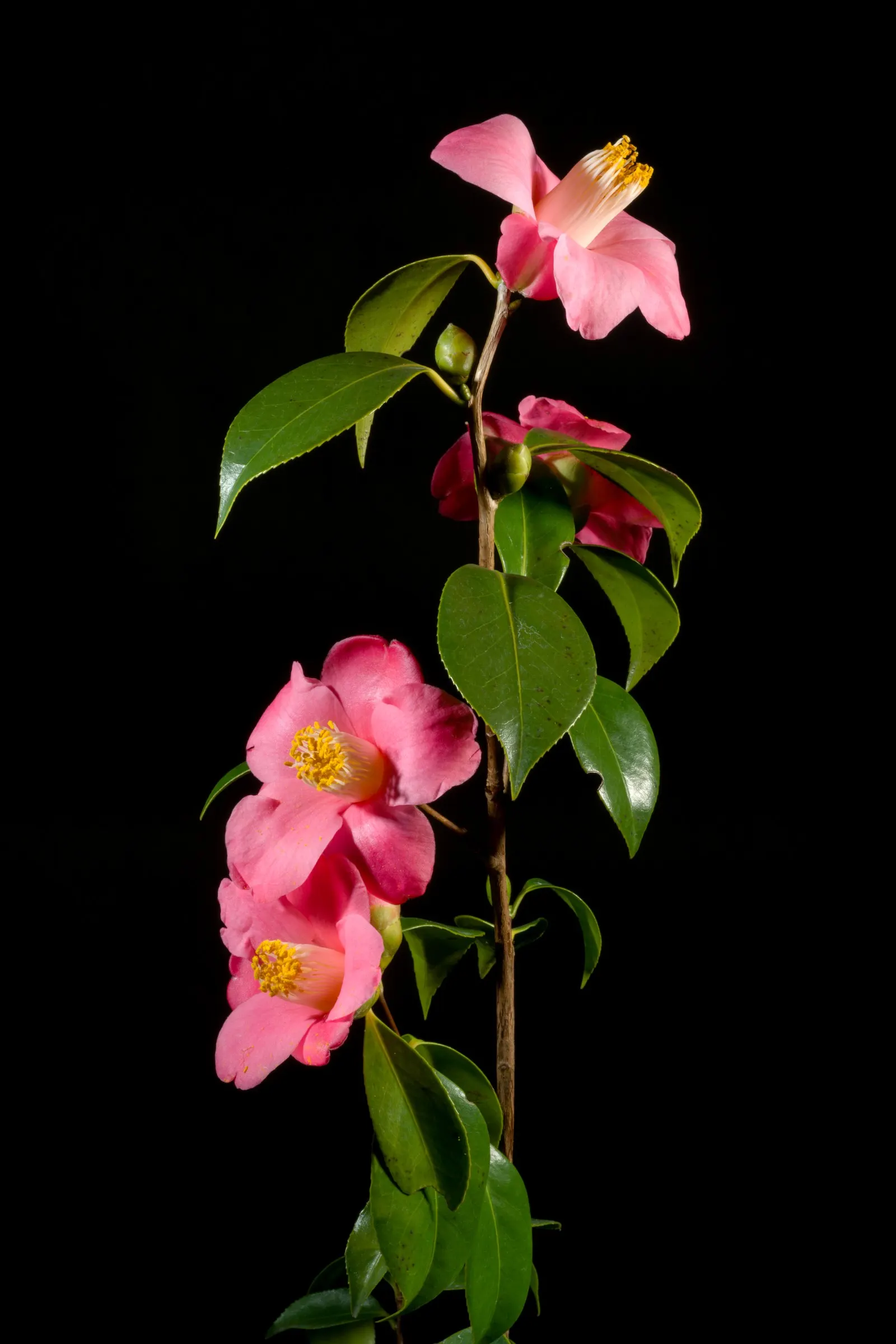 Japanese Camellia (Camellia Japonica) — Renowned for its showy winter to spring blooms; averaging 3 to 5 inches in diameter