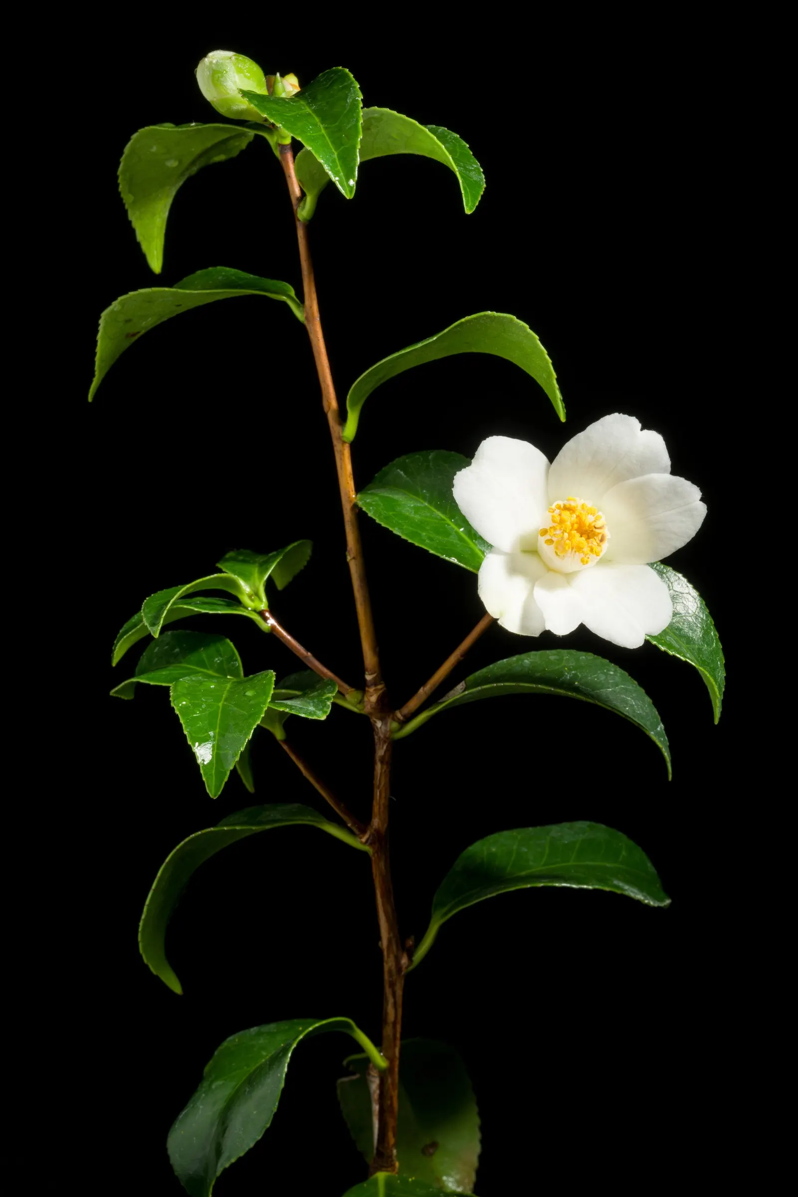 Japanese Camellia (Camellia Japonica) — Preferring partial shade, it thrives in well-drained, acidic soil, and matures to 6-12 feet tall and wide, image 124