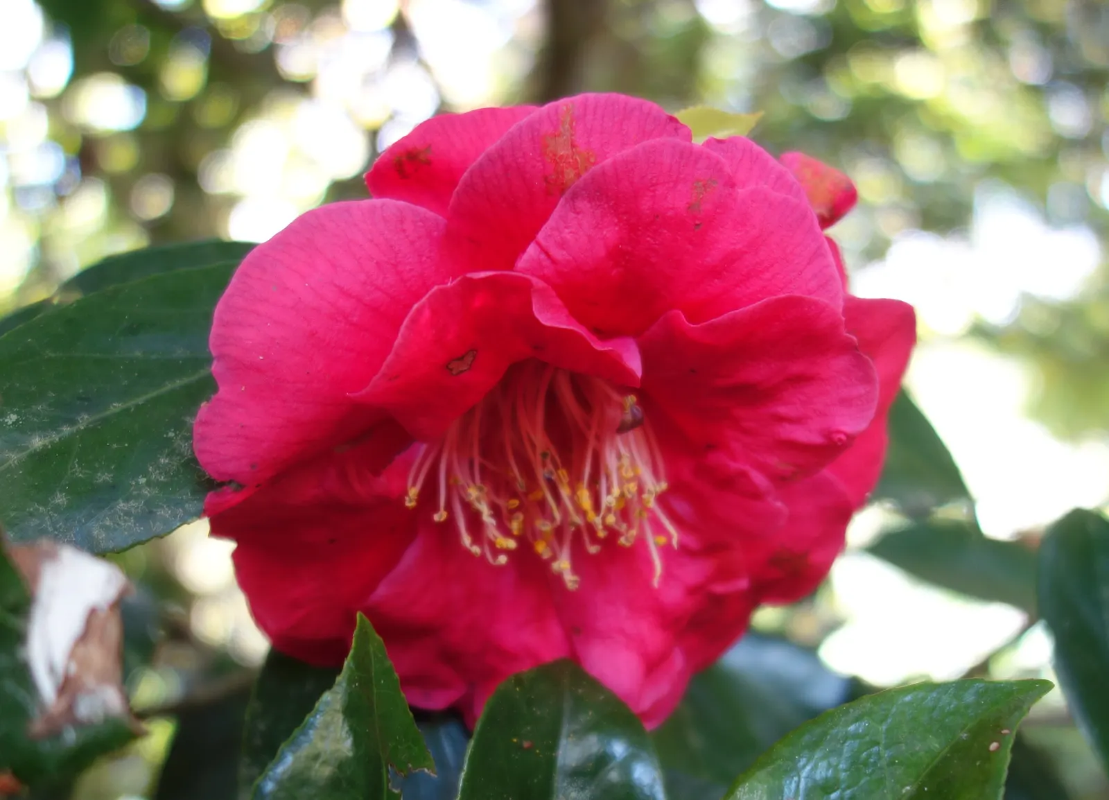Japanese Camellia (Camellia Japonica) — which range in color from pure white to deep red