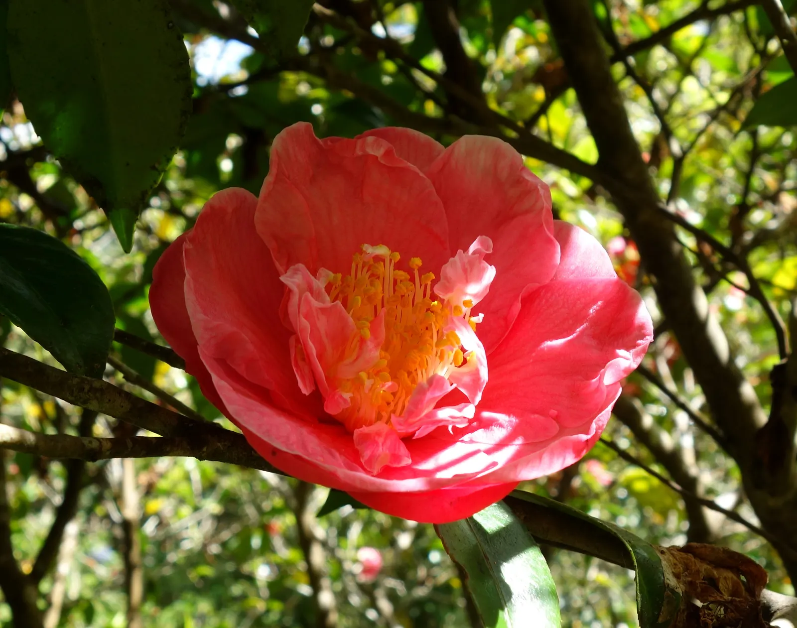 Japanese Camellia (Camellia Japonica) — <br><br>Ideally suited for USDA hardiness zones 7 through 9; they reach a mature height and width of about, image 61