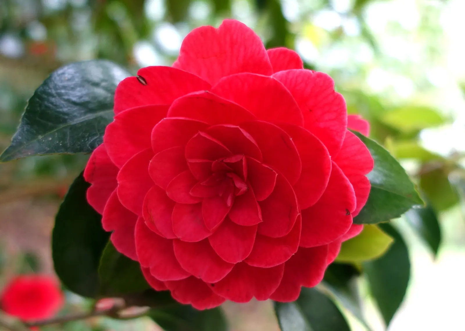 Japanese Camellia (Camellia Japonica) — shrub for half or shade; and minimal pruning to shape the plant or remove dead and damaged wood are recommended