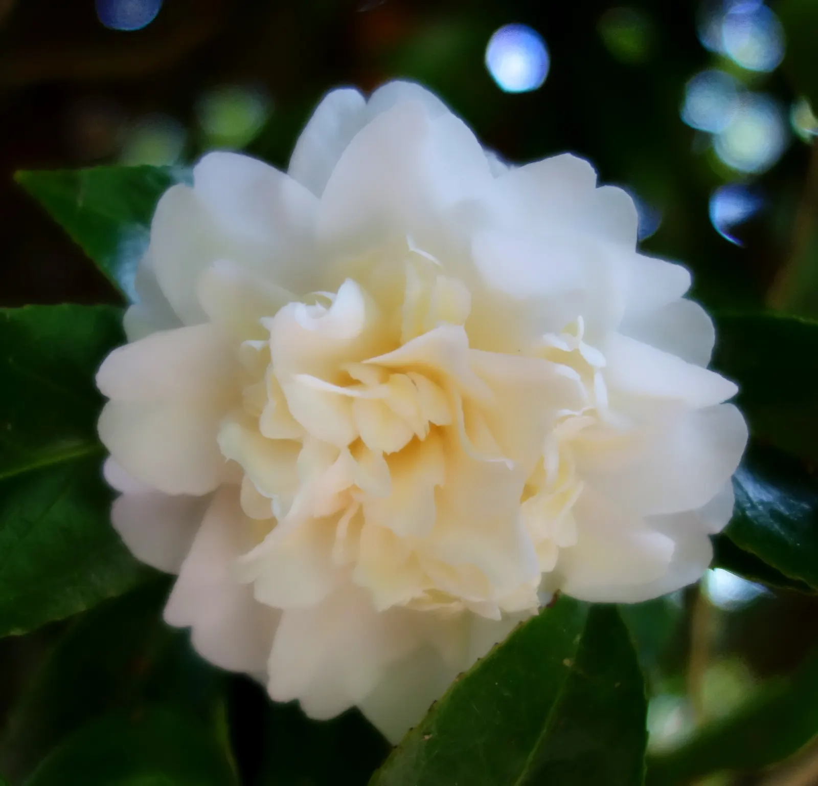 Japanese Camellia (Camellia Japonica) — Camellia japonica, or Japanese Camellia, is an evergreen shrub boasting glossy, dark green leaves, image 49