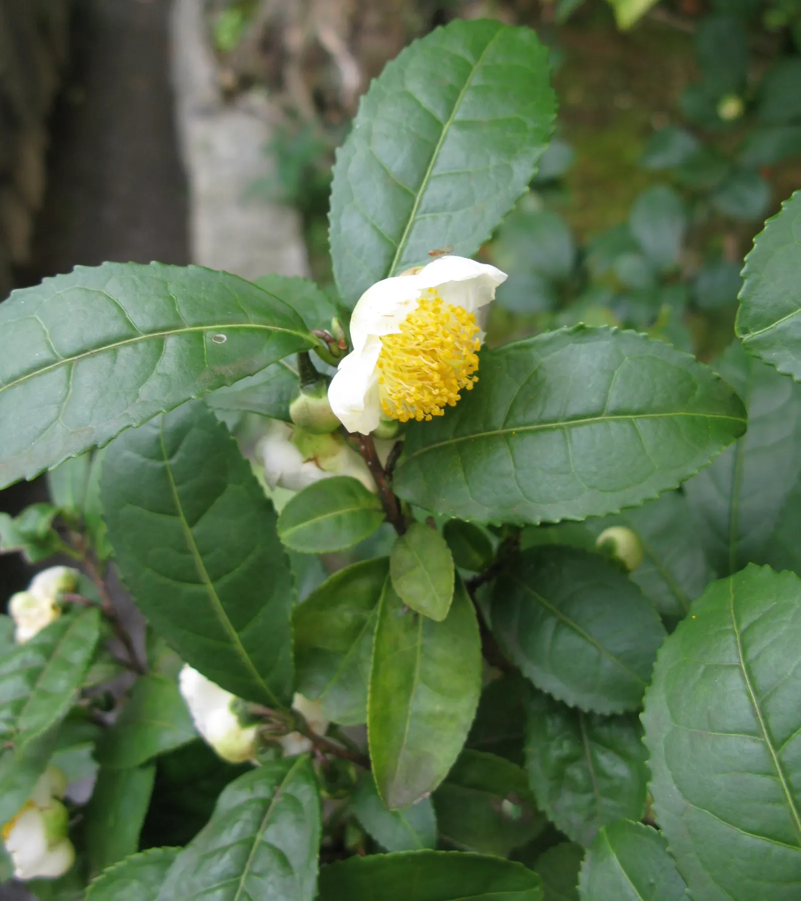 Japanese Camellia (Camellia Japonica) — provide a lush backdrop for the flowers; multi-colored and pink and white flowers in the garden