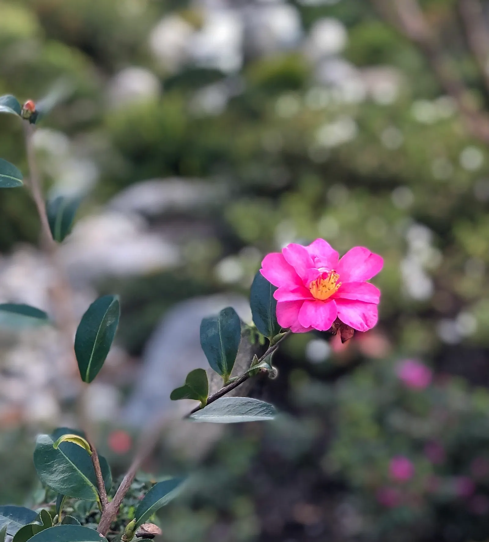 Japanese Camellia (Camellia Japonica) — and minimal pruning to shape the plant or remove dead and damaged wood are recommended; shrub for half or, image 117