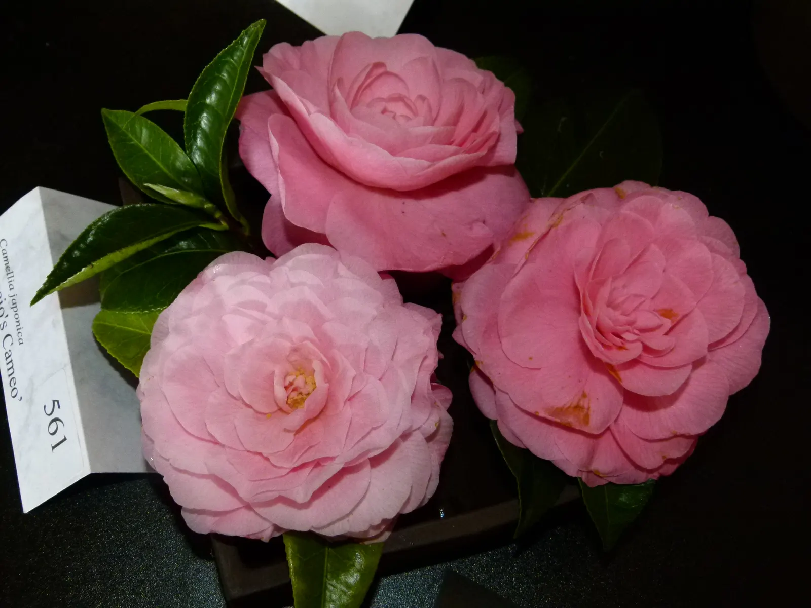 Japanese Camellia (Camellia Japonica) — shrub with multi-colored and pink and white blooms; the Japanese Camellia requires a sheltered position, image 119