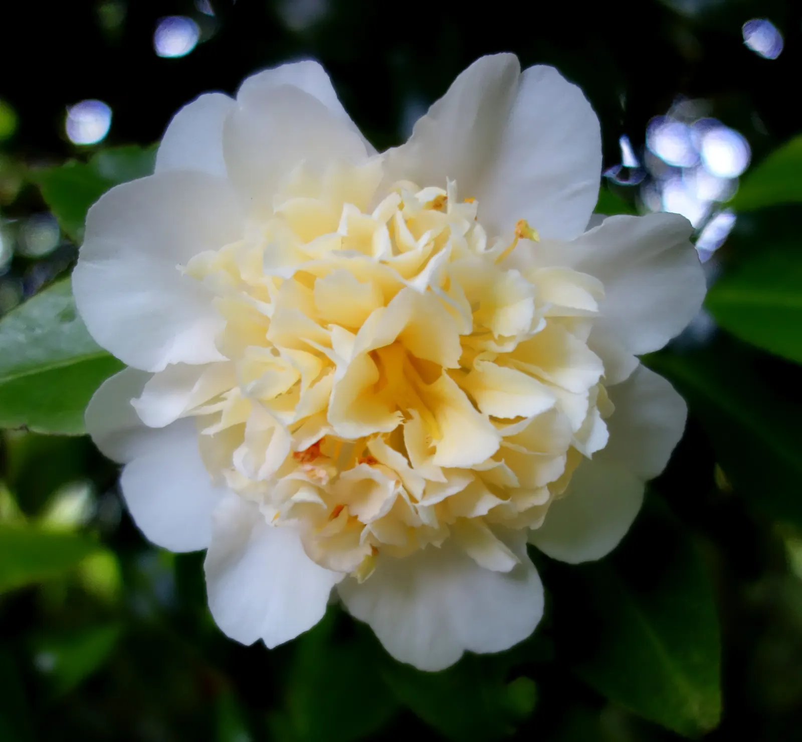 Japanese Camellia (Camellia Japonica) — where they can receive partial to full shade; typically about 2 to 4 inches long, image 63