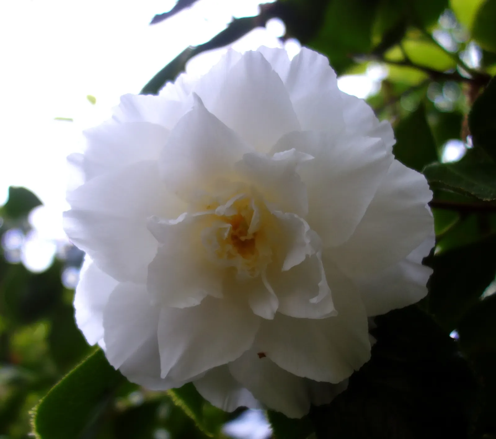 Japanese Camellia (Camellia Japonica) — Preferring partial shade, it thrives in well-drained, acidic soil, and matures to 6-12 feet tall and wide, image 100