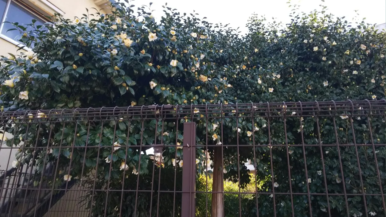 Japanese Camellia (Camellia Japonica) — regular watering during dry periods