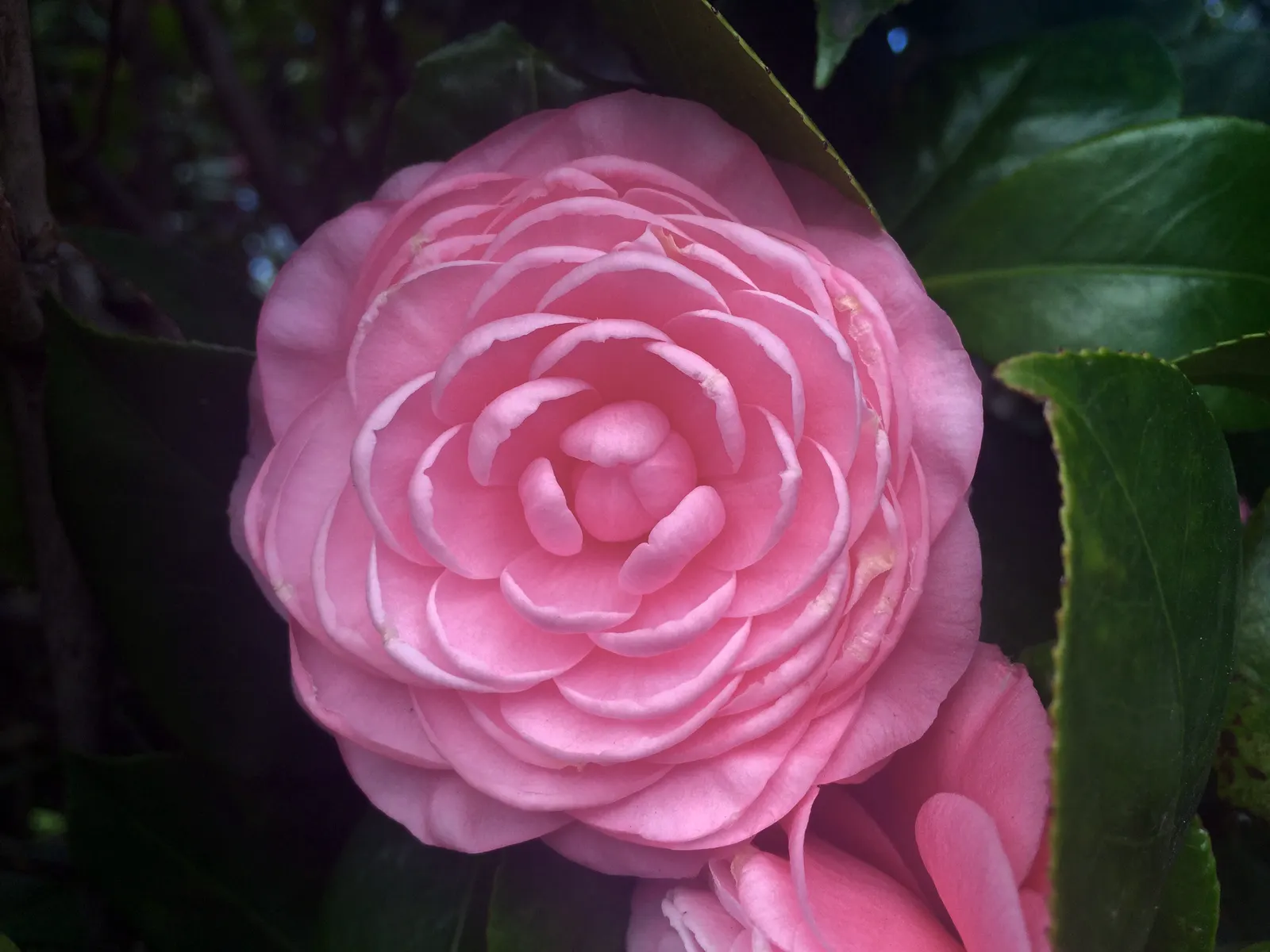 Japanese Camellia (Camellia Japonica) — and minimal pruning to shape the plant or remove dead and damaged wood are recommended