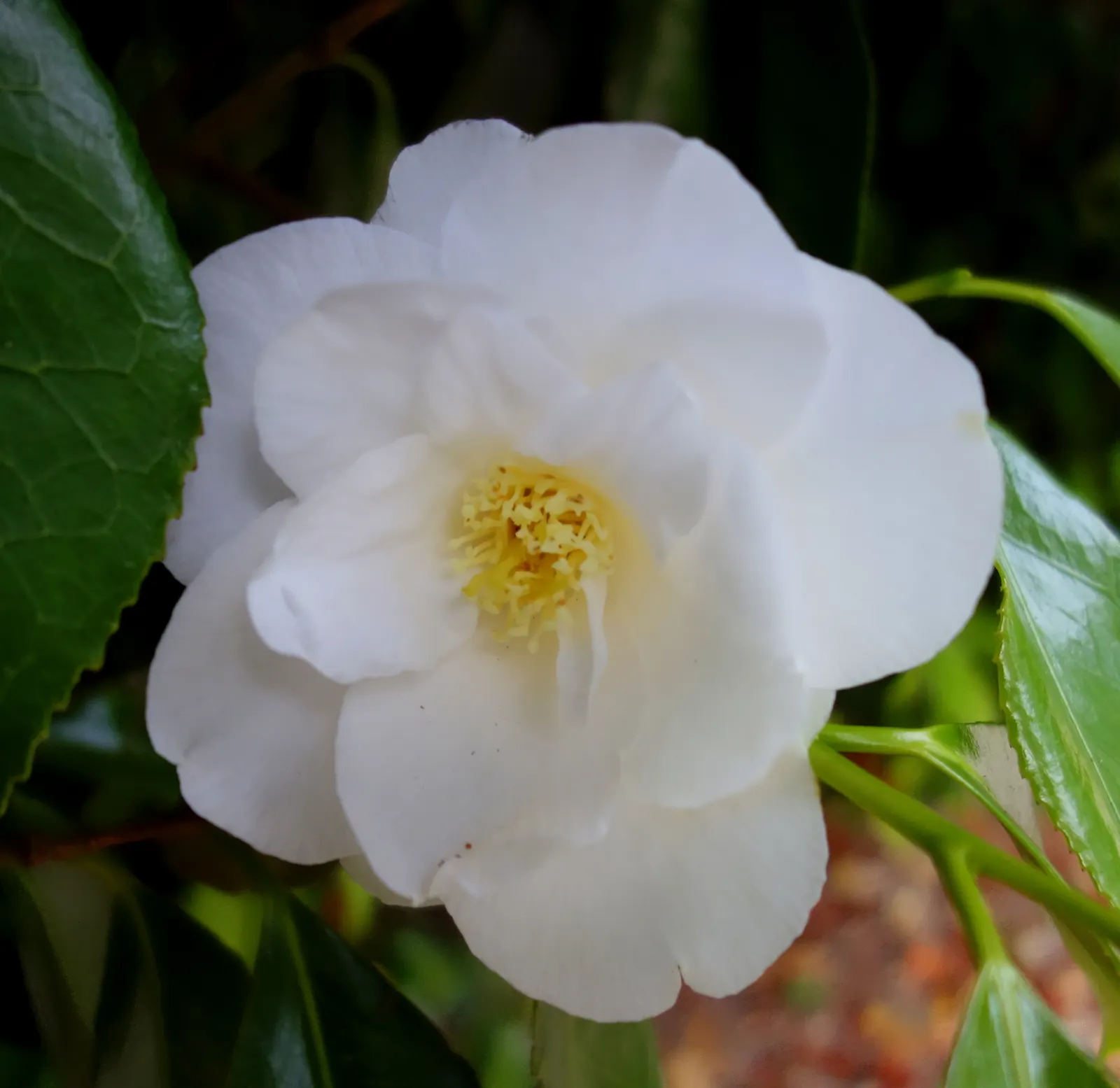 Japanese Camellia (Camellia Japonica) — <br><br>Ideally suited for USDA hardiness zones 7 through 9; they reach a mature height and width of about 6 to 12 feet