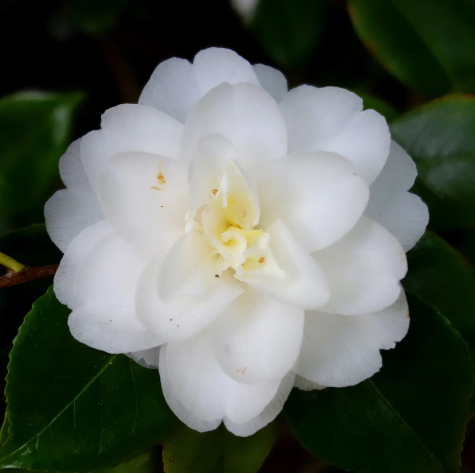 Japanese Camellia (Camellia Japonica) — where they can receive partial to full shade; typically about 2 to 4 inches long, image 87