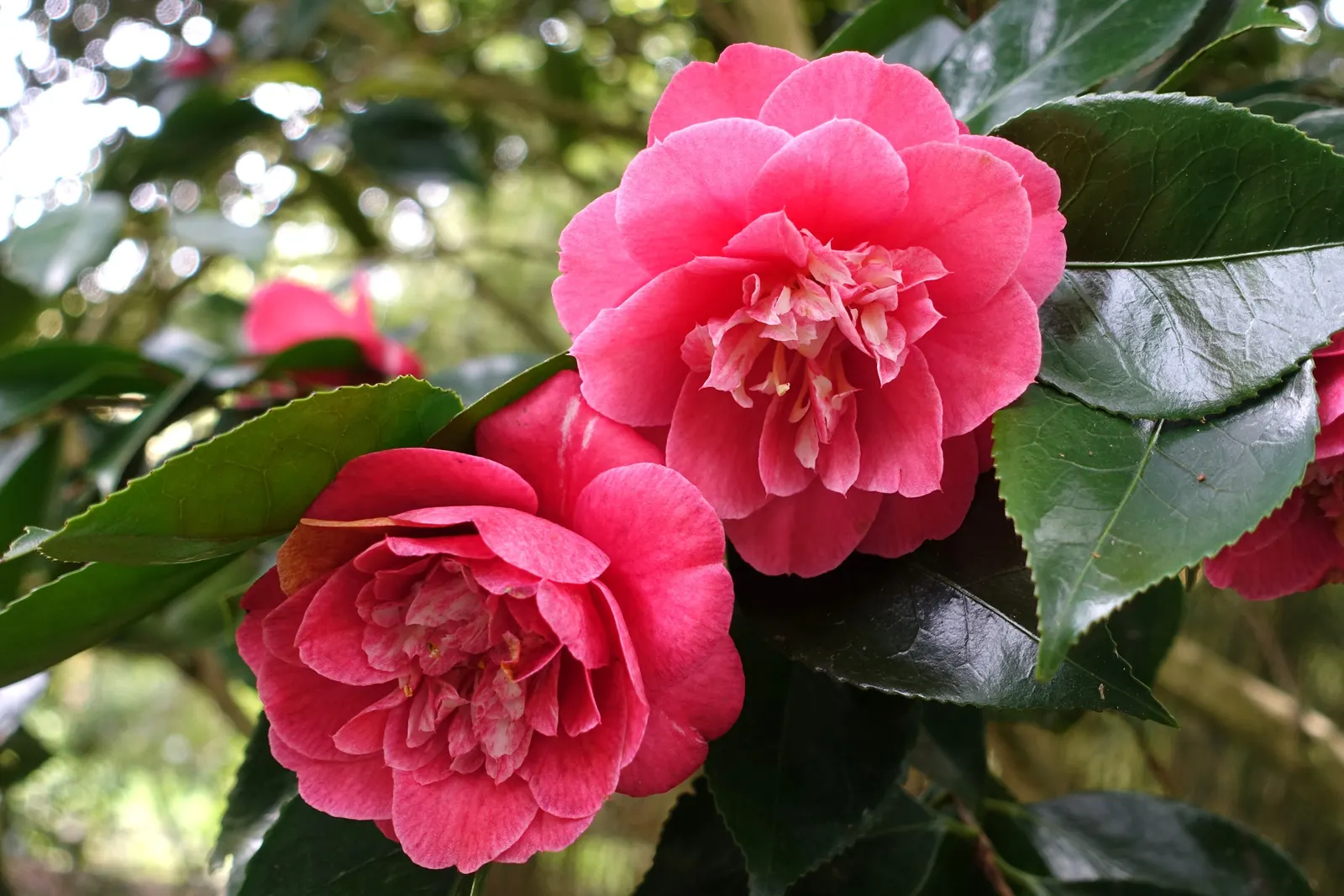 Japanese Camellia (Camellia Japonica) — provide a lush backdrop for the flowers; multi-colored and pink and white flowers in the garden, image 55