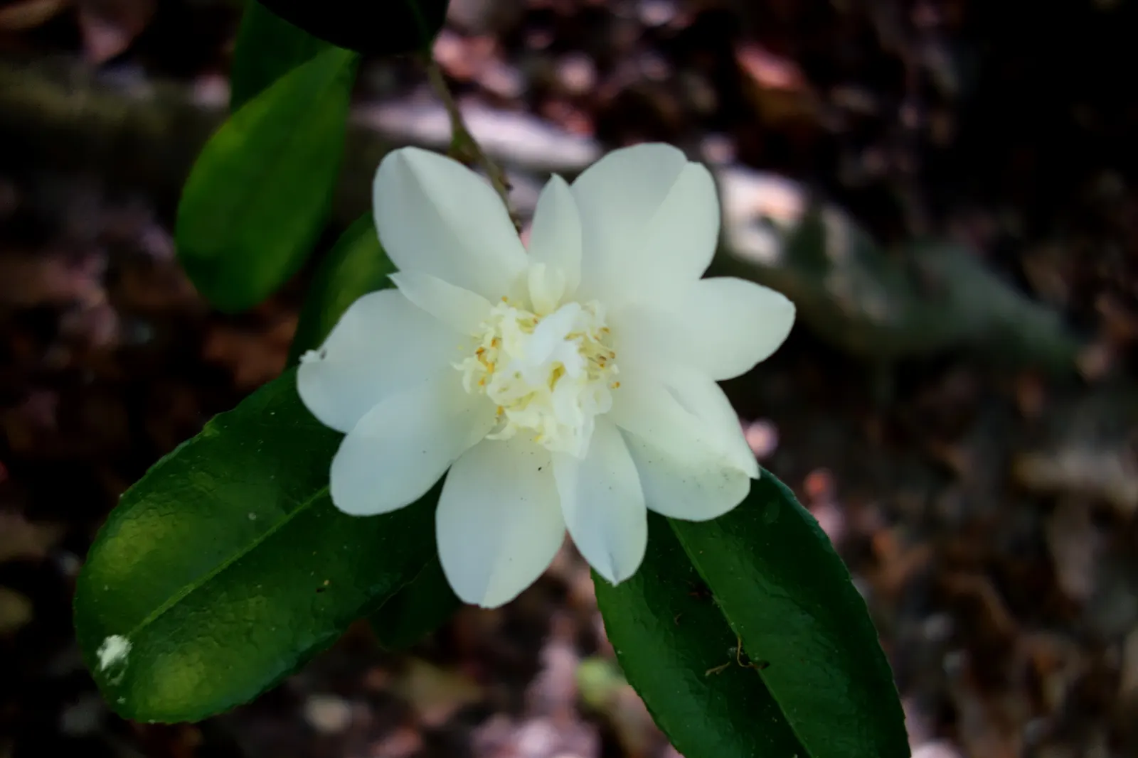 Japanese Camellia (Camellia Japonica) — Ideal for formal landscapes and woodland gardens, it offers year-round interest and is hardy to USDA Zone, image 77
