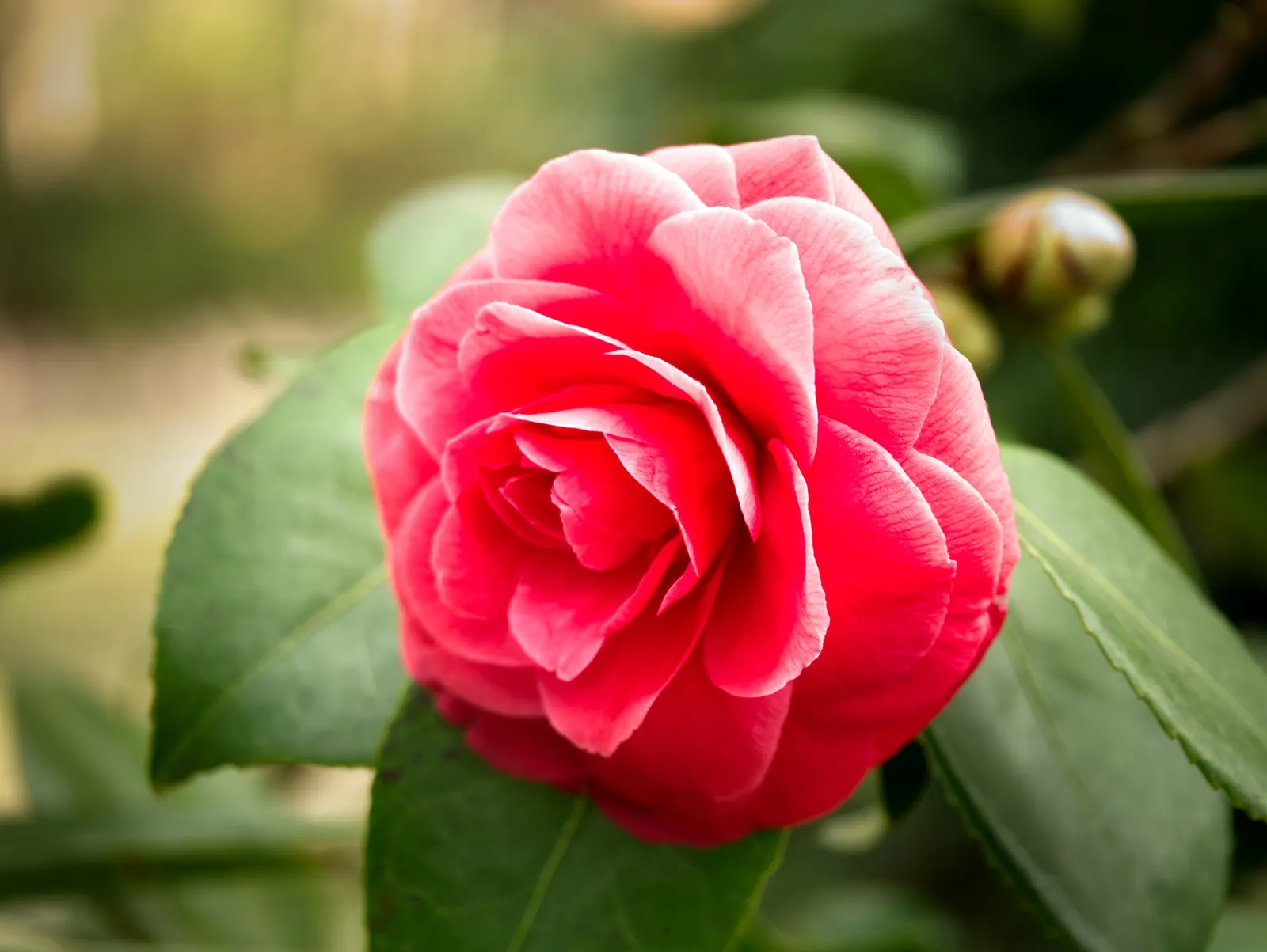 Japanese Camellia (Camellia Japonica) — Renowned for its showy winter to spring blooms; averaging 3 to 5 inches in diameter, image 98