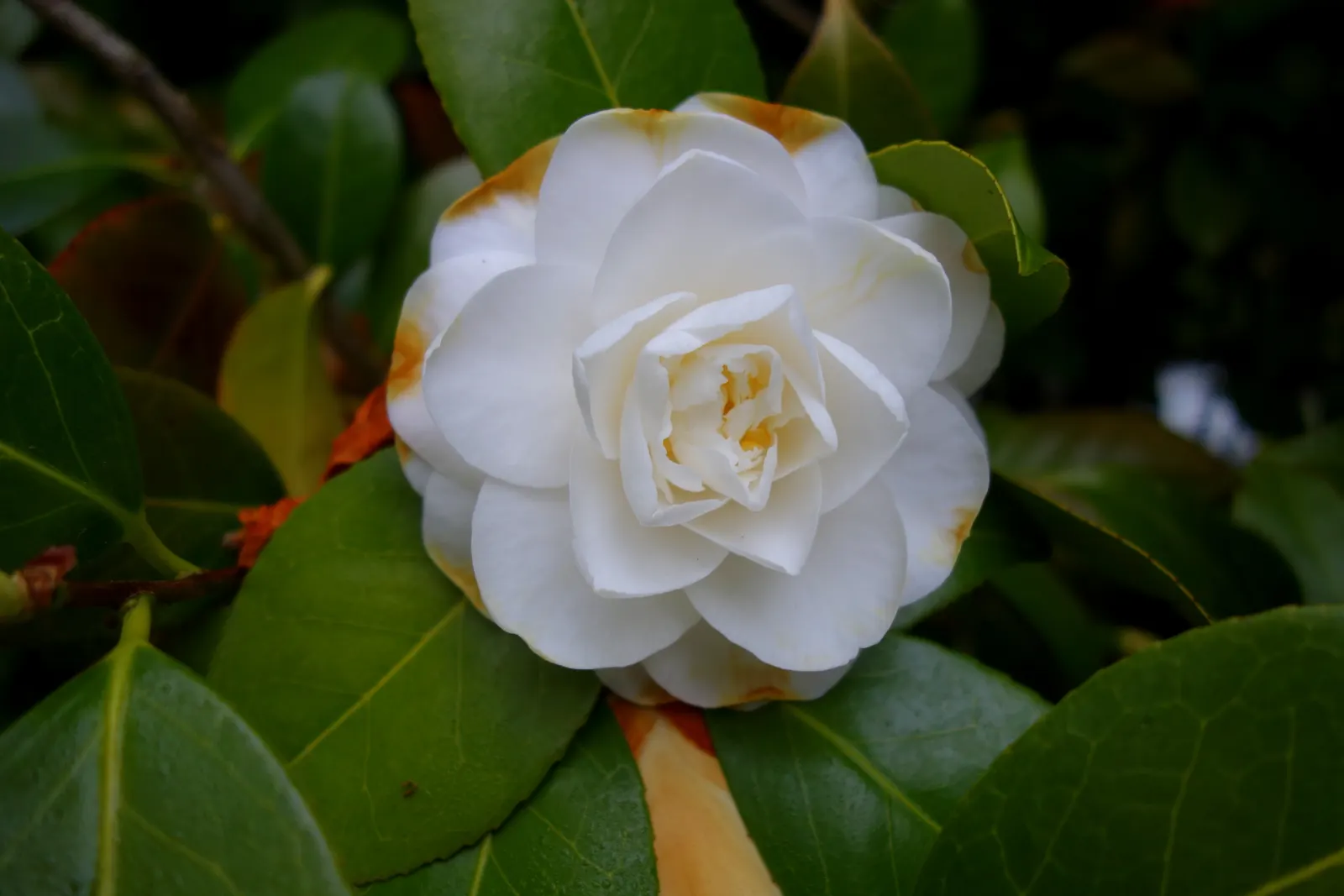 Japanese Camellia (Camellia Japonica) — it features large flowers in hues of pink; <br><br>For the client to ensure the health and beauty of their, image 75