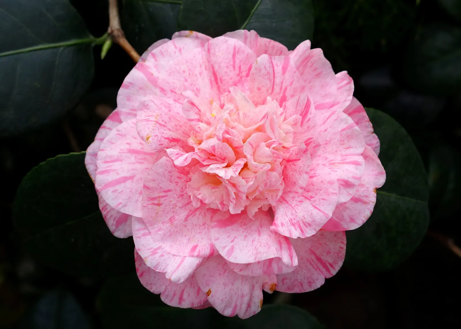 Japanese Camellia (Camellia Japonica) — although some cultivars can attain a height of up to 20 feet under optimal conditions; avoidance of overhead irrigation