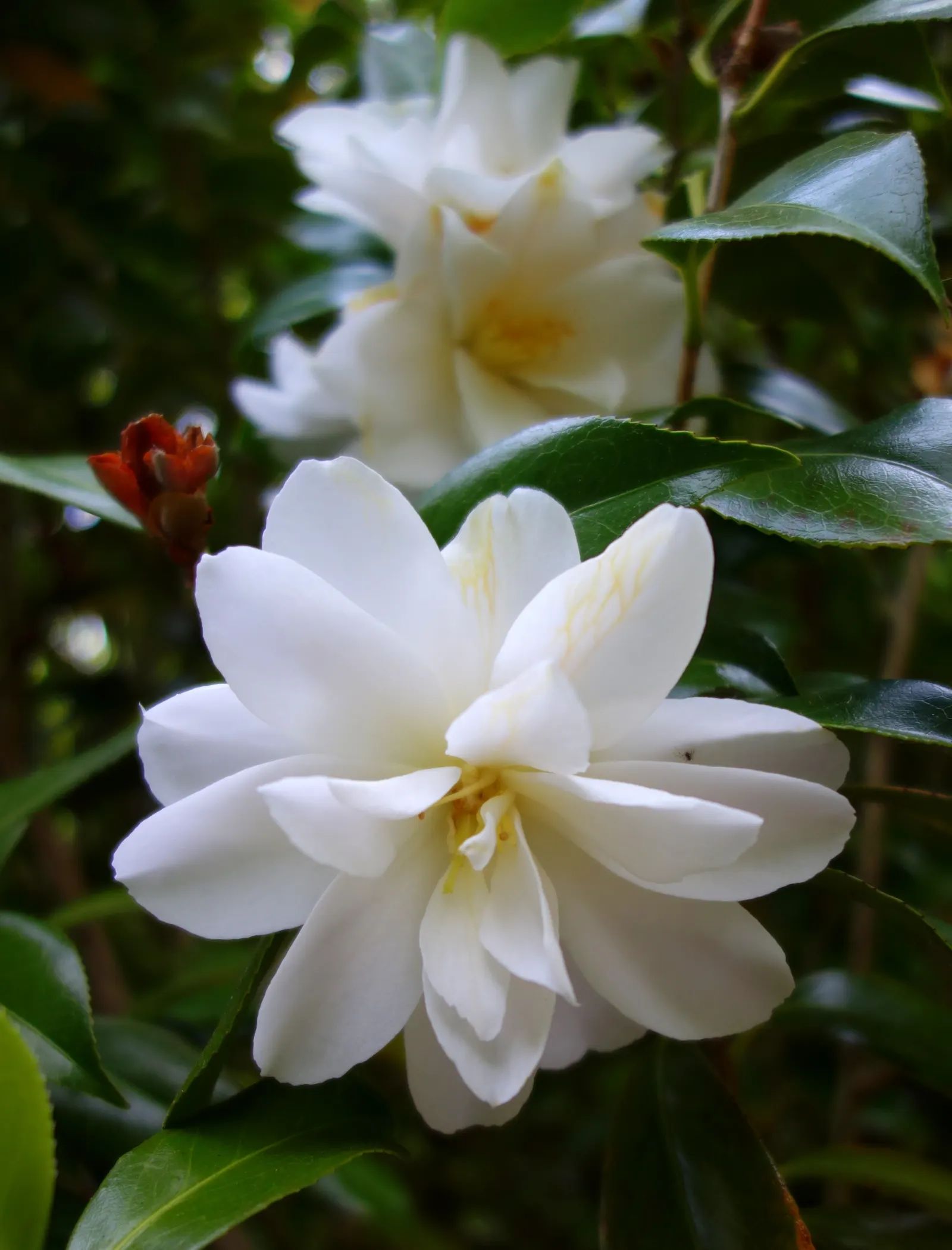 Japanese Camellia (Camellia Japonica) — typically about 2 to 4 inches long