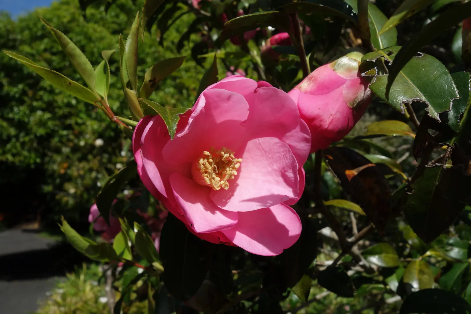 Japanese Camellia (Camellia Japonica) — shrub for half or shade; and minimal pruning to shape the plant or remove dead and damaged wood are, image 96