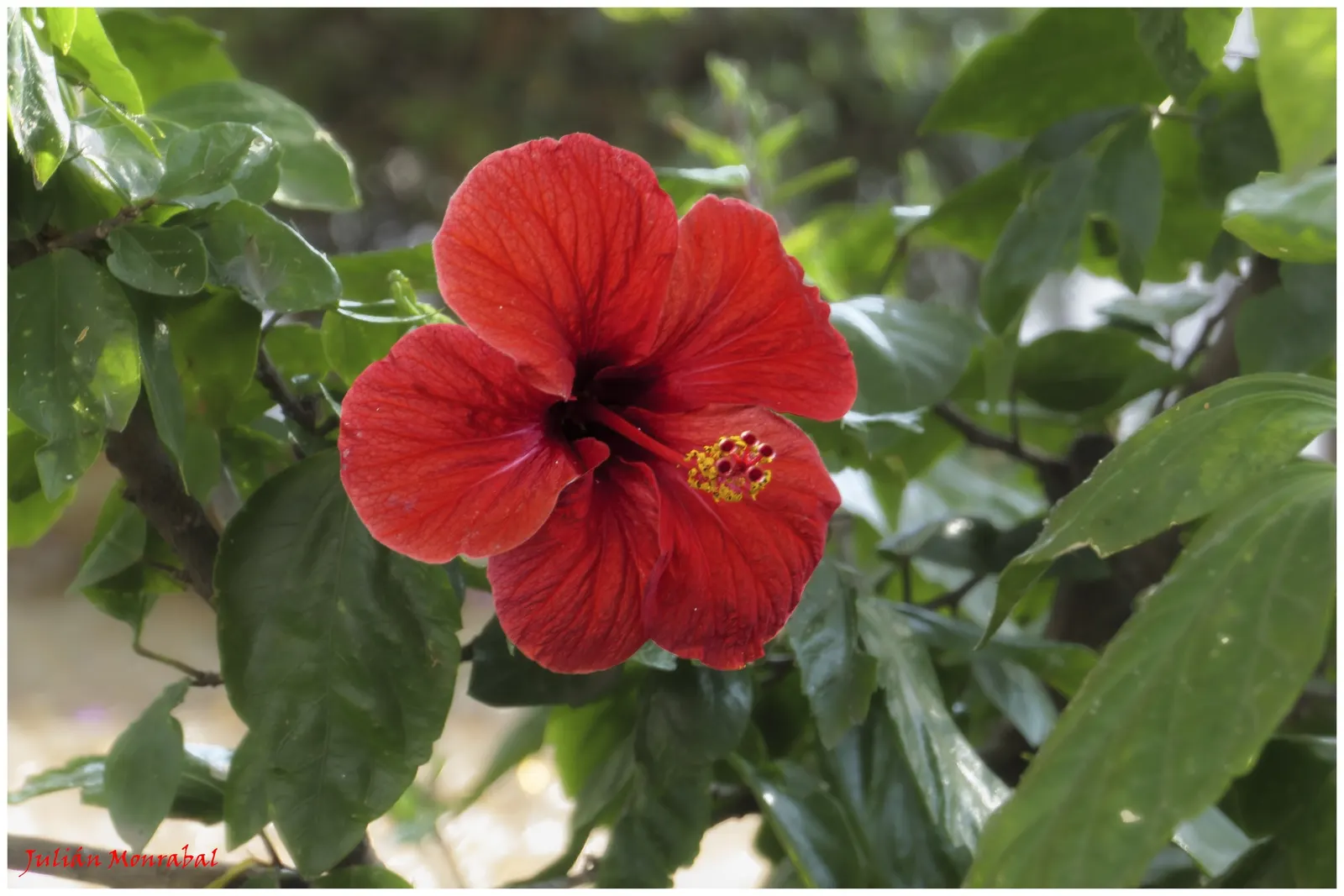 Japanese Camellia (Camellia Japonica) — where they can receive partial to full shade; typically about 2 to 4 inches long, image 135