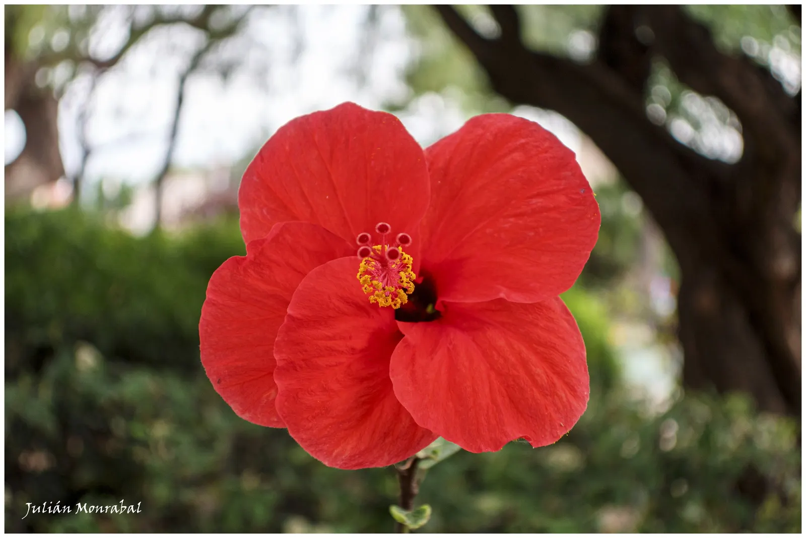 Japanese Camellia (Camellia Japonica) — the Japanese Camellia requires a sheltered position away from harsh winds; shrub with multi-colored and, image 134