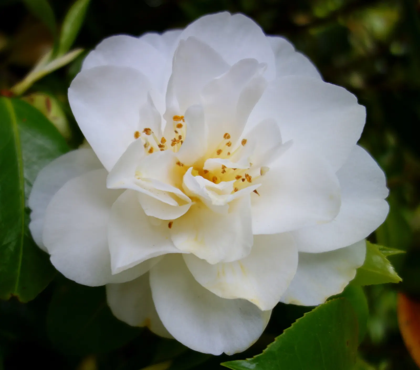 Japanese Camellia (Camellia Japonica) — averaging 3 to 5 inches in diameter; renowned for its showy winter to spring blooms, image 107