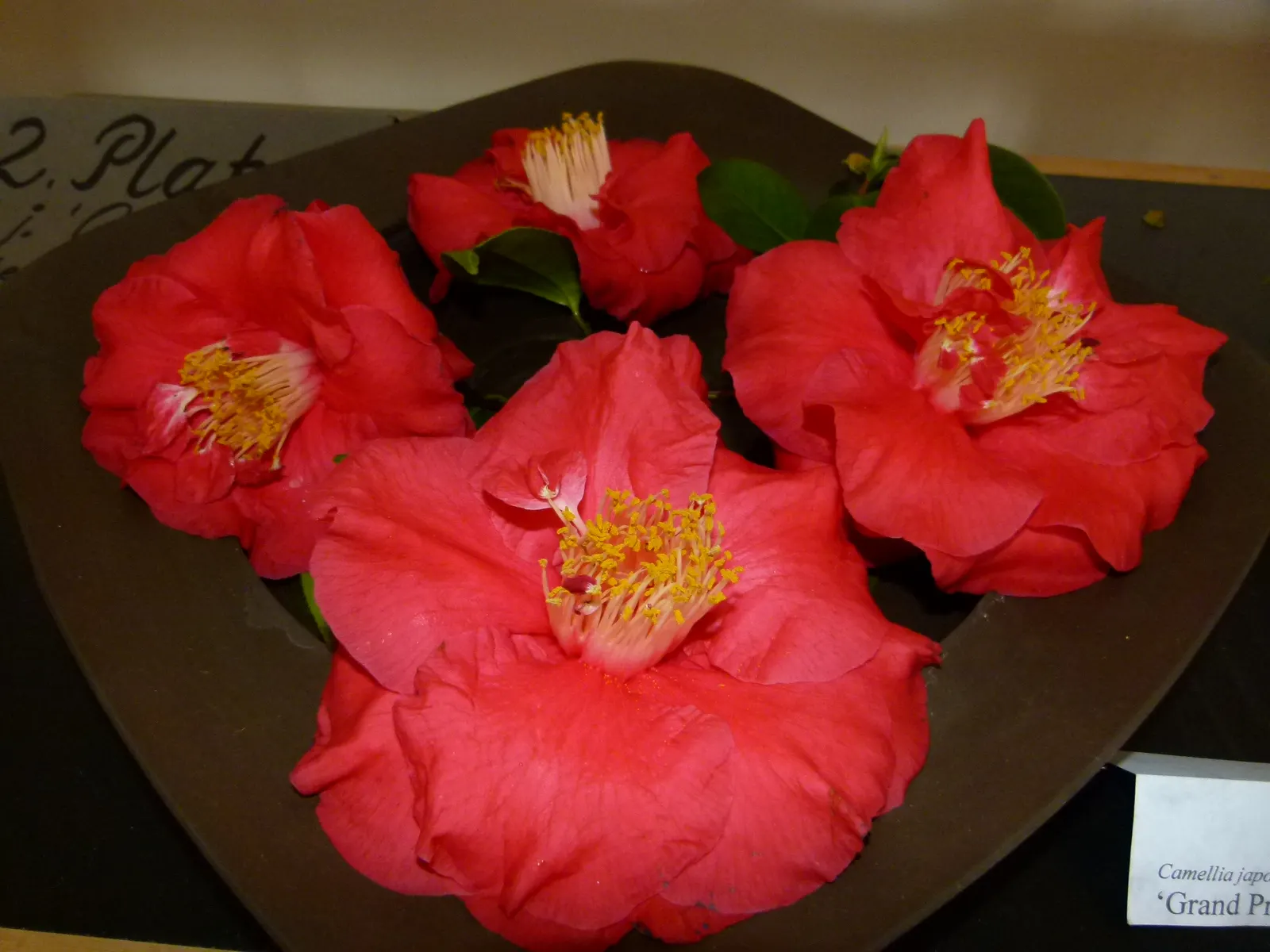 Japanese Camellia (Camellia Japonica) — The blooms are large and conspicuous; regular watering during dry periods, image 106