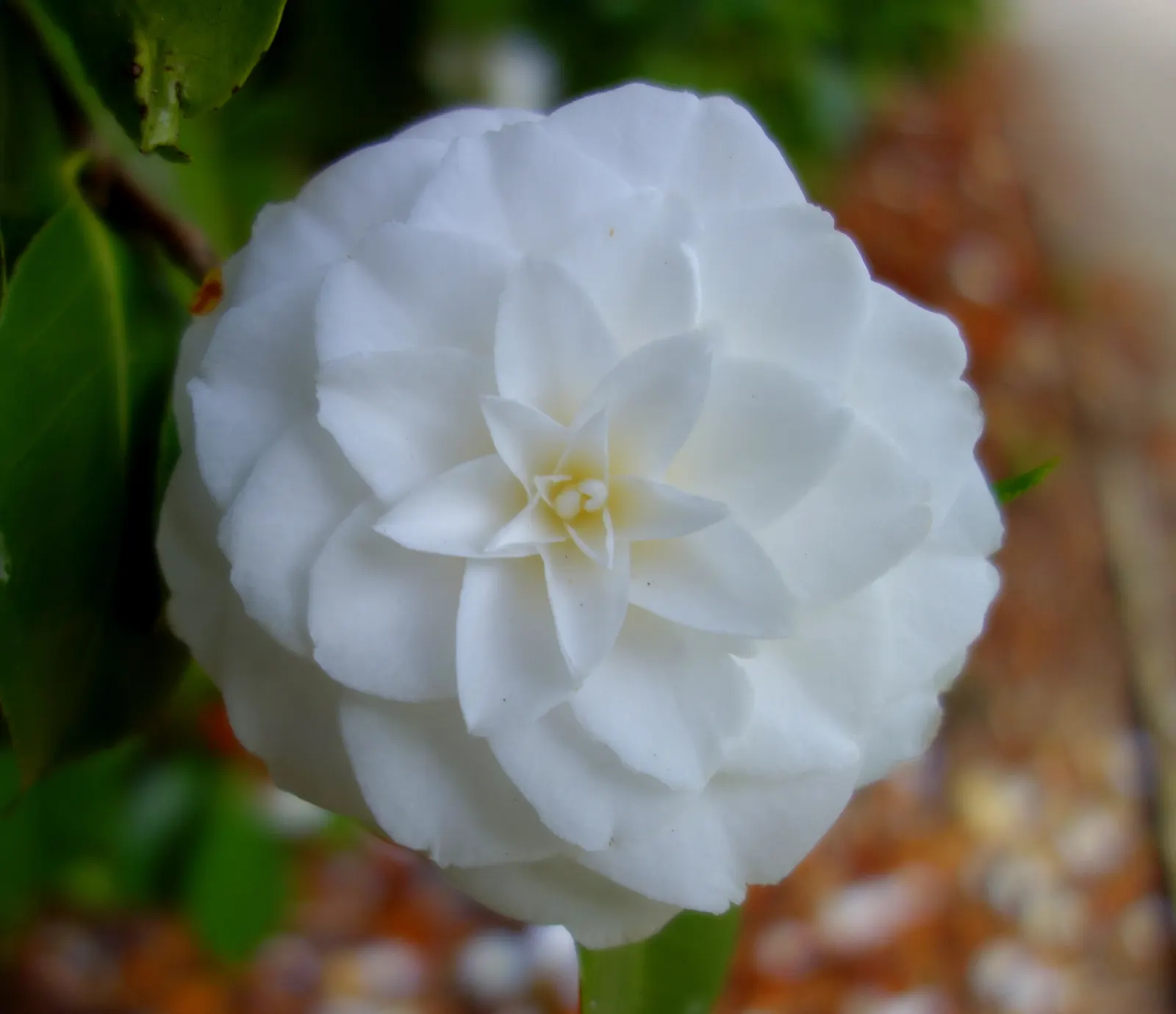 Japanese Camellia (Camellia Japonica) — Camellia japonica, or Japanese Camellia, is an evergreen shrub boasting glossy, dark green leaves, image 97